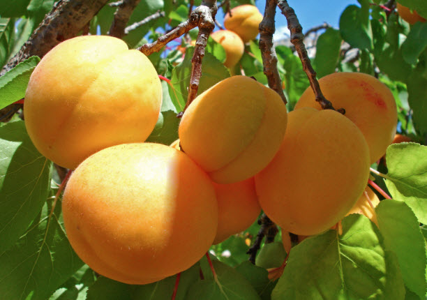 Польза и полезные свойства абрикоса для здоровья человека