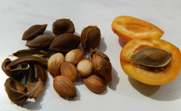 Косточки абрикоса: их польза и вред