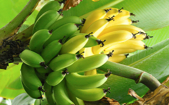 Польза бананов для беременных