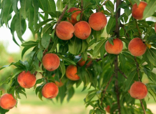 Польза и вред персиков при беременности